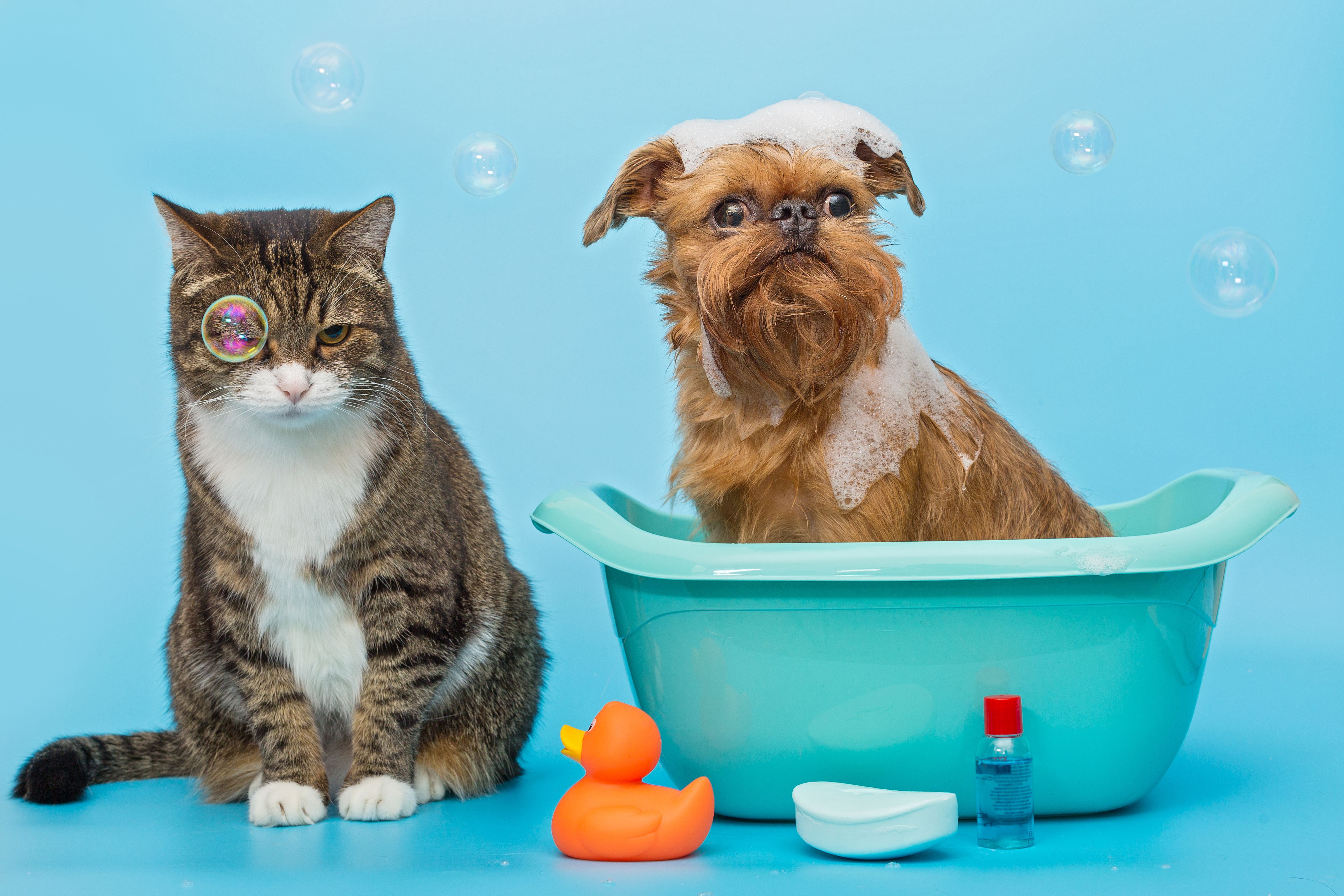 EuroVet Clínica Veterinária - 1