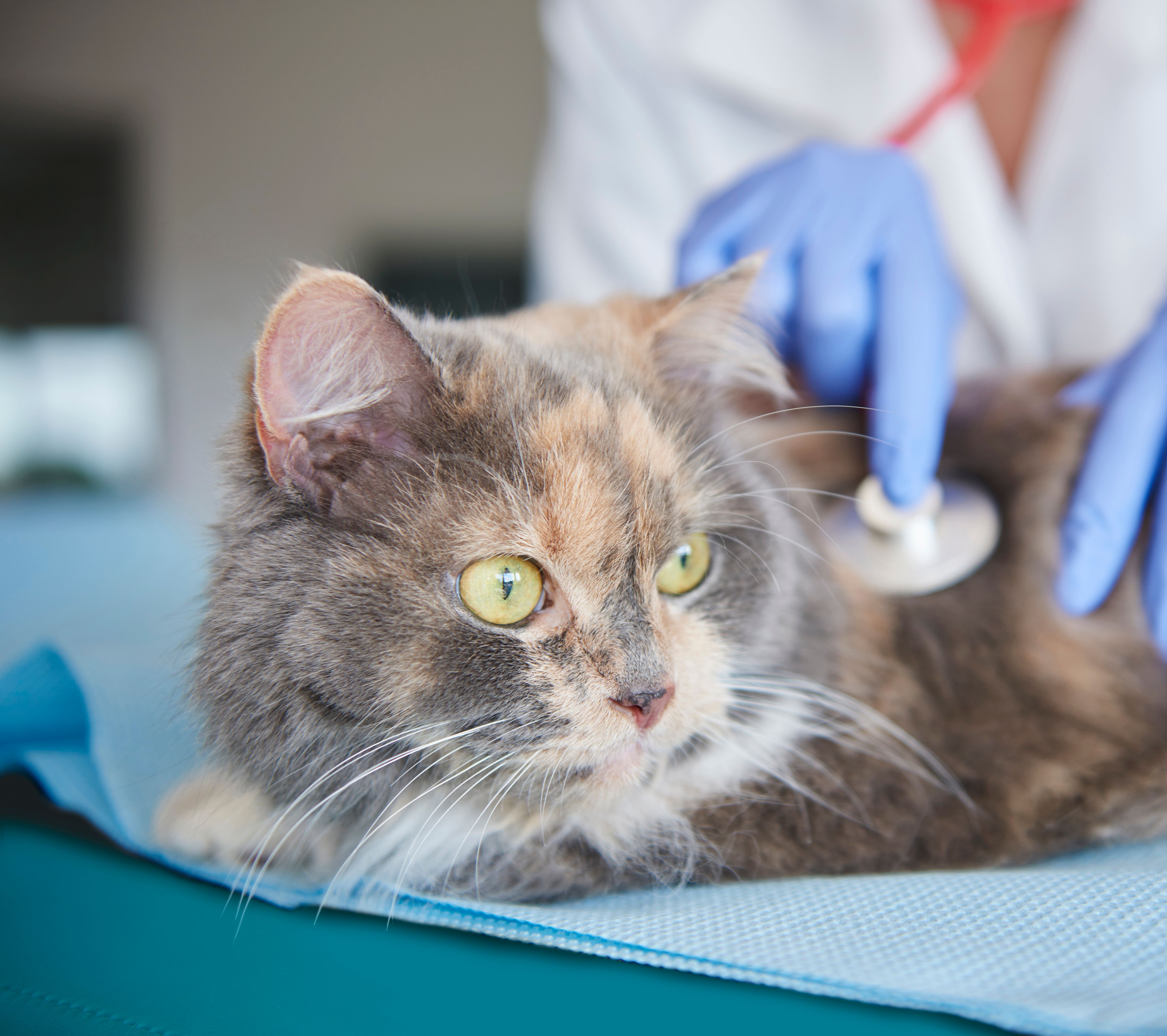 EuroVet Clínica Veterinária