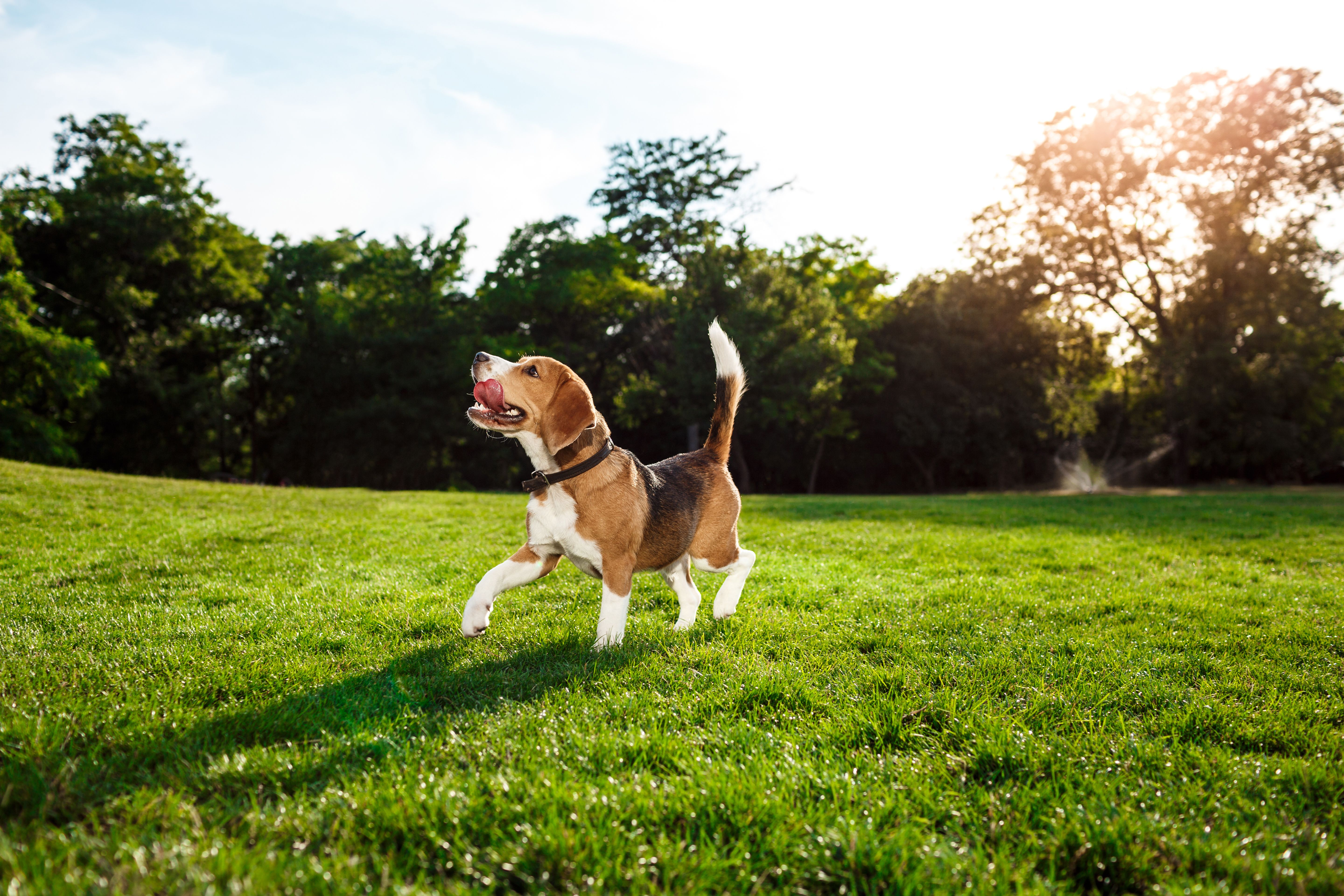 EuroVet Clínica Veterinária