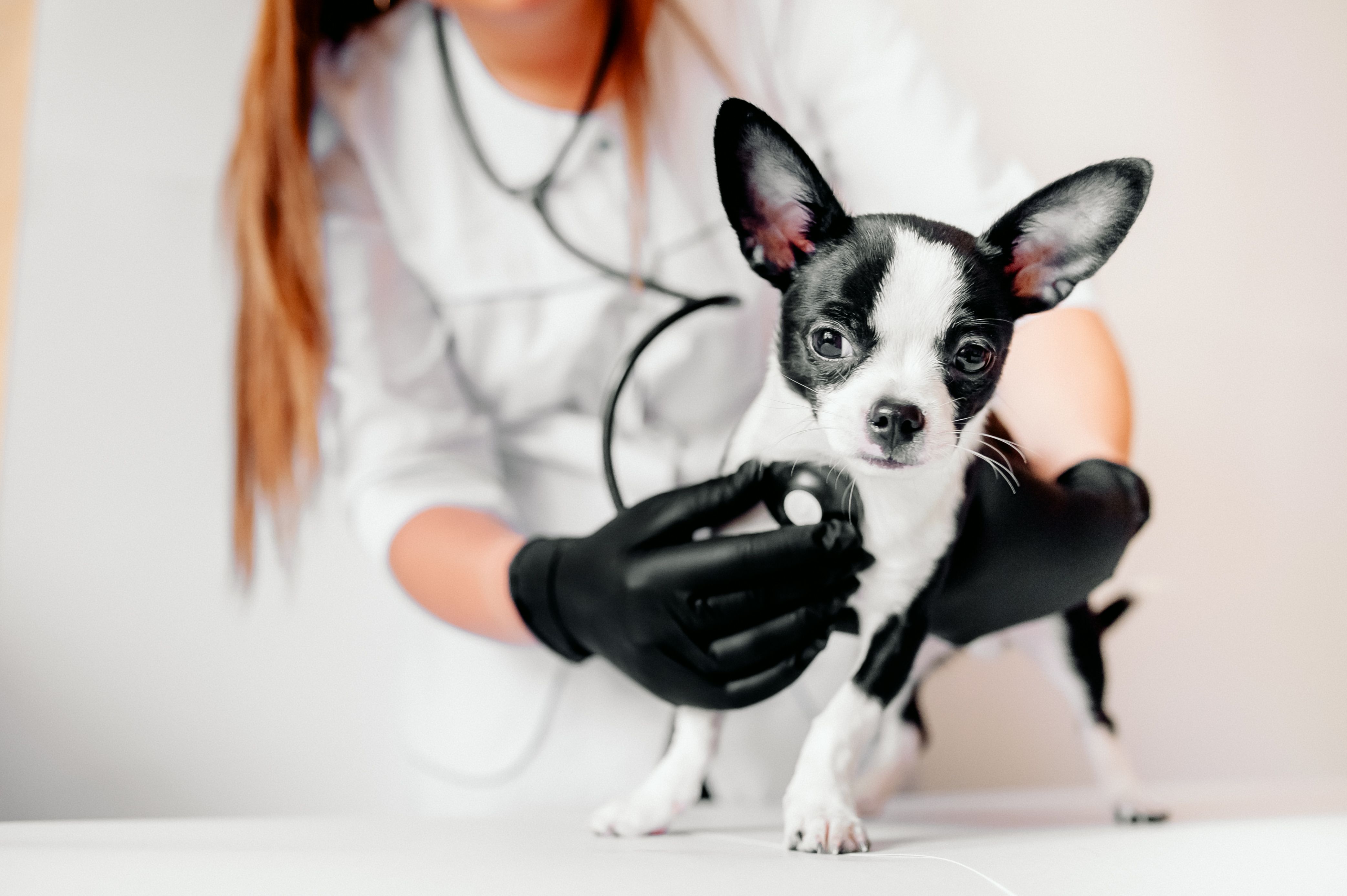 EuroVet Clínica Veterinária